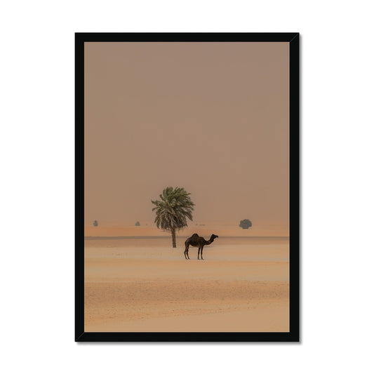 Camel Dammam Desert