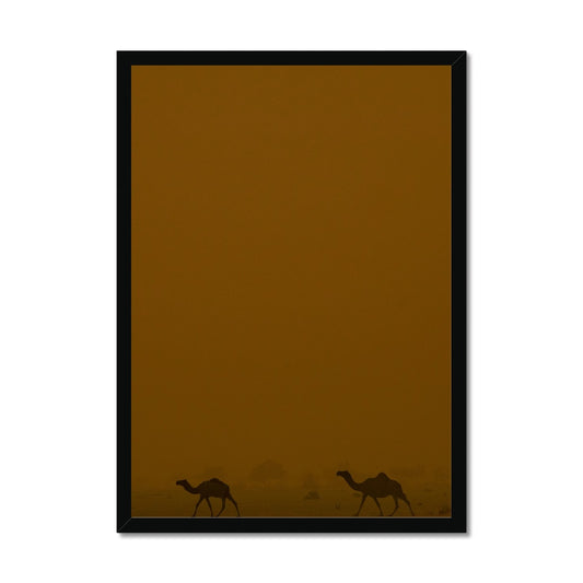 Roaming Camels II Riyadh